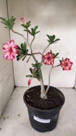 Planta Simples 3260 – 40cm – 03 anos - Imagem 9
