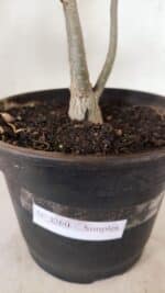 Planta Simples 3260 – 40cm – 03 anos - Imagem 8