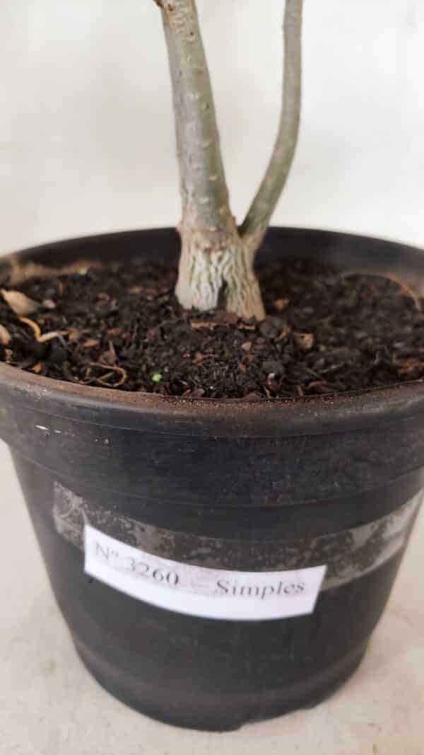 Planta Simples 3260 – 40cm – 03 anos - Imagem 8