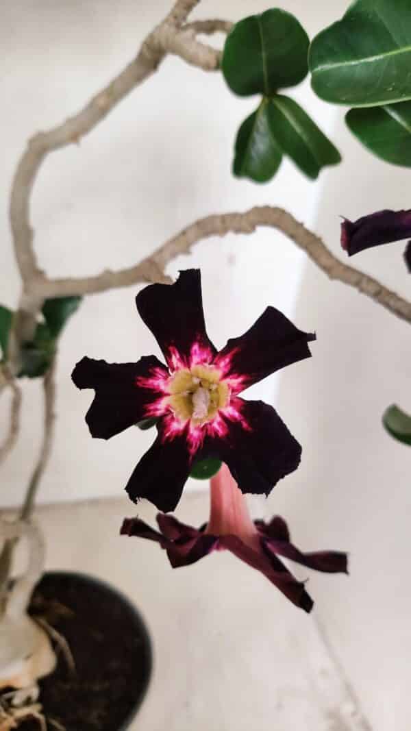 Planta Simples 3261 – 35cm – 03 anos - Imagem 1