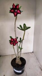 Planta Simples 3263 – 35cm – 03 anos - Imagem 2