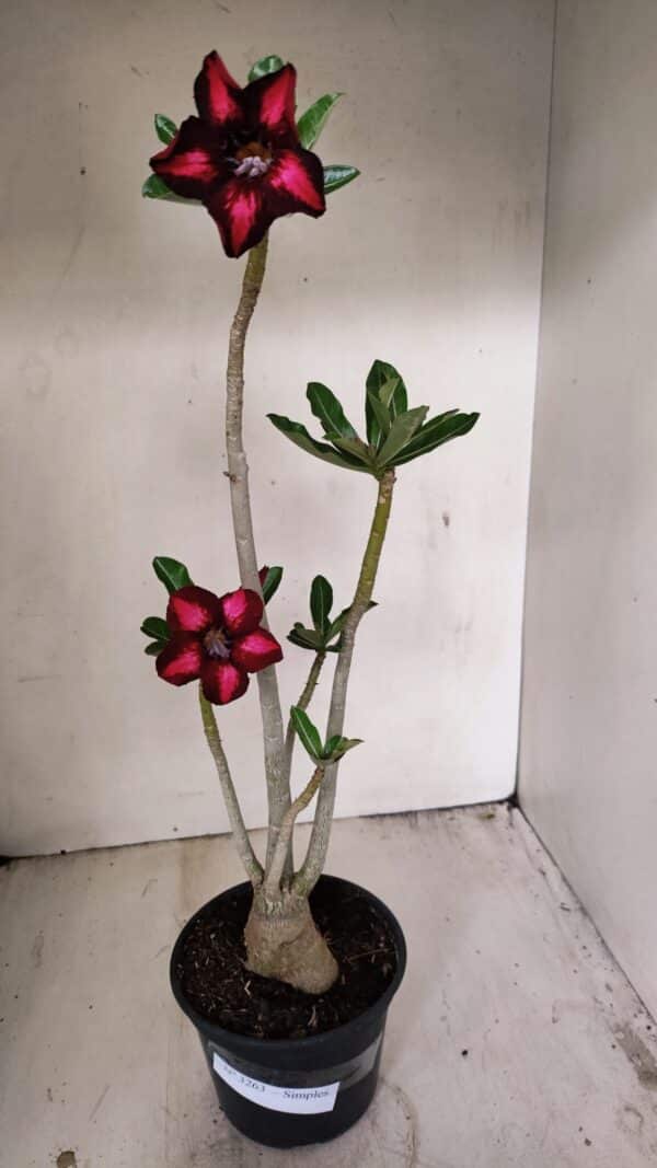 Planta Simples 3263 – 35cm – 03 anos - Imagem 2