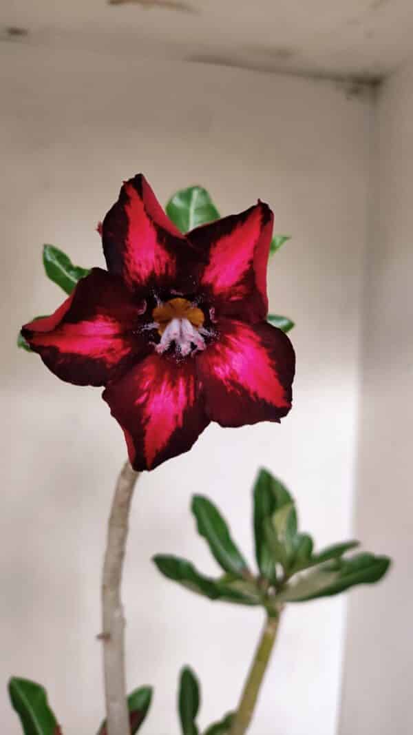 Planta Simples 3263 – 35cm – 03 anos - Imagem 1