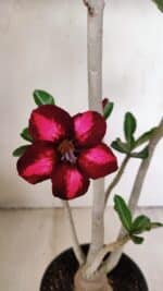 Planta Simples 3263 – 35cm – 03 anos - Imagem 5