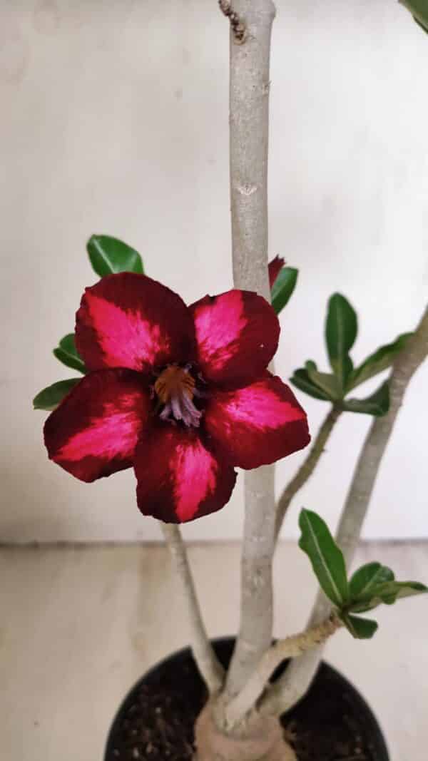 Planta Simples 3263 – 35cm – 03 anos - Imagem 5