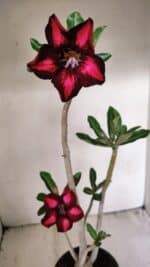Planta Simples 3263 – 35cm – 03 anos - Imagem 4