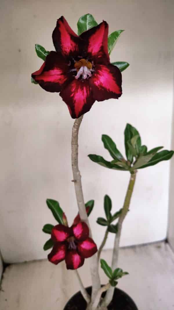 Planta Simples 3263 – 35cm – 03 anos - Imagem 4