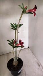 Planta Simples 3263 – 35cm – 03 anos - Imagem 9