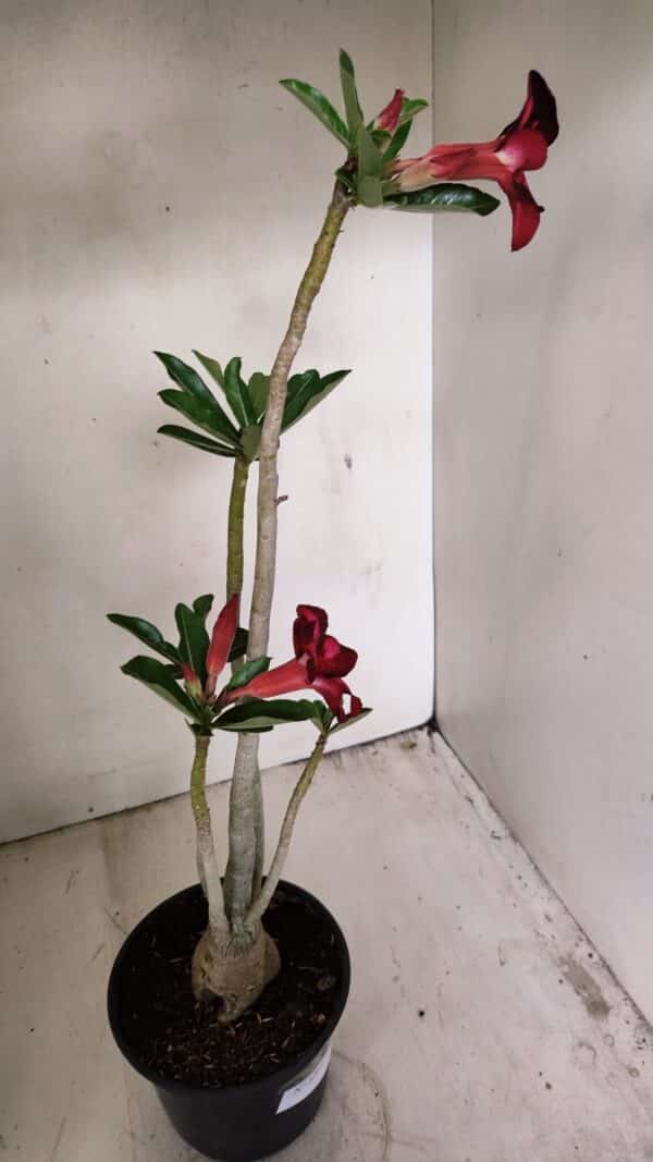 Planta Simples 3263 – 35cm – 03 anos - Imagem 9