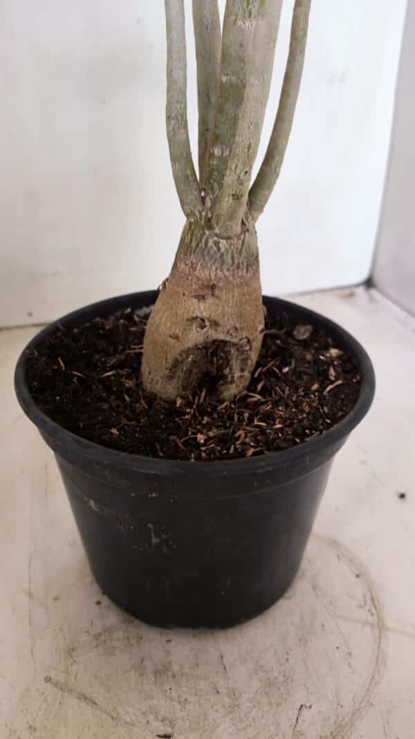 Planta Simples 3263 – 35cm – 03 anos - Imagem 8