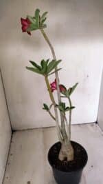 Planta Simples 3263 – 35cm – 03 anos - Imagem 6