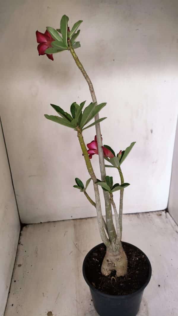 Planta Simples 3263 – 35cm – 03 anos - Imagem 6