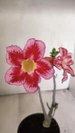 Planta Simples 3264 – 30cm – 02 anos
