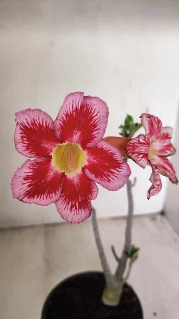 Planta Simples 3264 – 30cm – 02 anos - Imagem 1