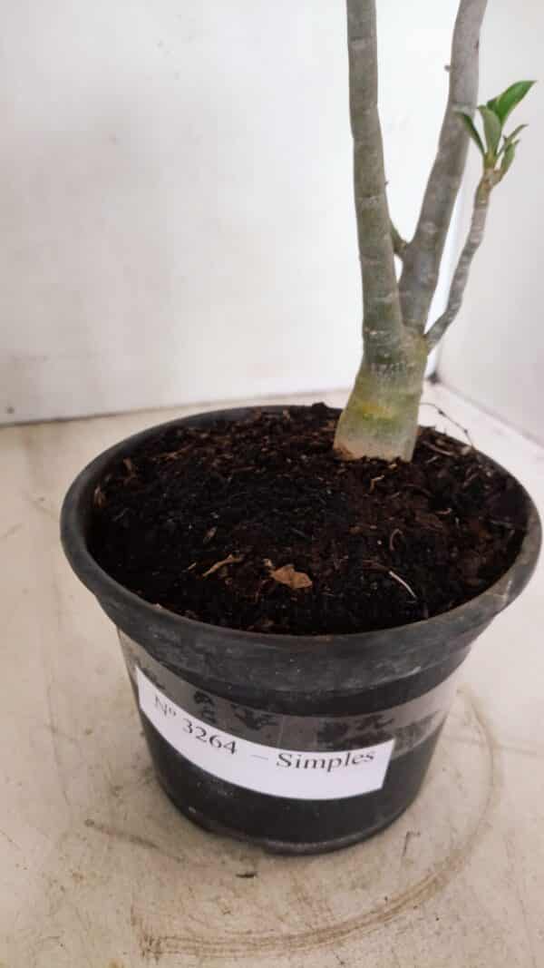 Planta Simples 3264 – 30cm – 02 anos - Imagem 6