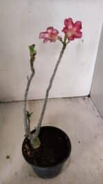 Planta Simples 3264 – 30cm – 02 anos - Imagem 5