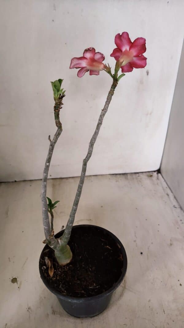Planta Simples 3264 – 30cm – 02 anos - Imagem 5