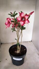 Planta Simples 3265 – 40cm – 03 anos - Imagem 2