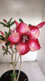 Planta Simples 3265 – 40cm – 03 anos