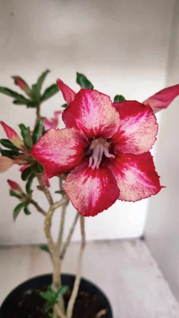 Planta Simples 3265 – 40cm – 03 anos - Imagem 1