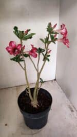 Planta Simples 3265 – 40cm – 03 anos - Imagem 4