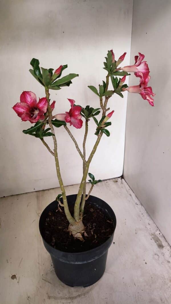 Planta Simples 3265 – 40cm – 03 anos - Imagem 4