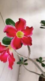 Planta Simples 3266 – 40cm – 03 anos