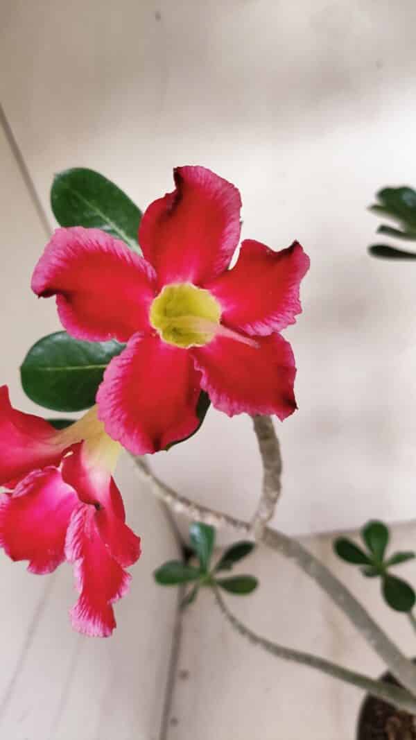 Planta Simples 3266 – 40cm – 03 anos - Imagem 1