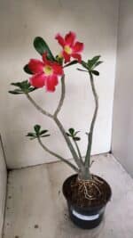 Planta Simples 3266 – 40cm – 03 anos - Imagem 7