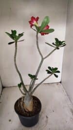 Planta Simples 3266 – 40cm – 03 anos - Imagem 5