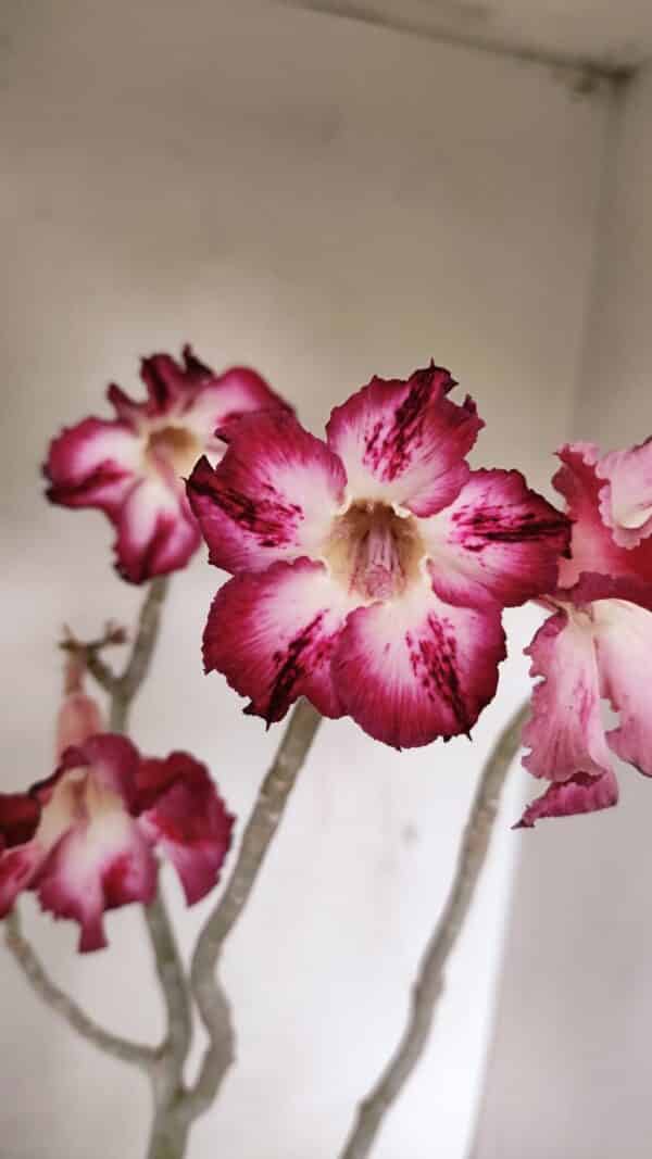 Planta Simples 3267 – 40cm – 03 anos - Imagem 1