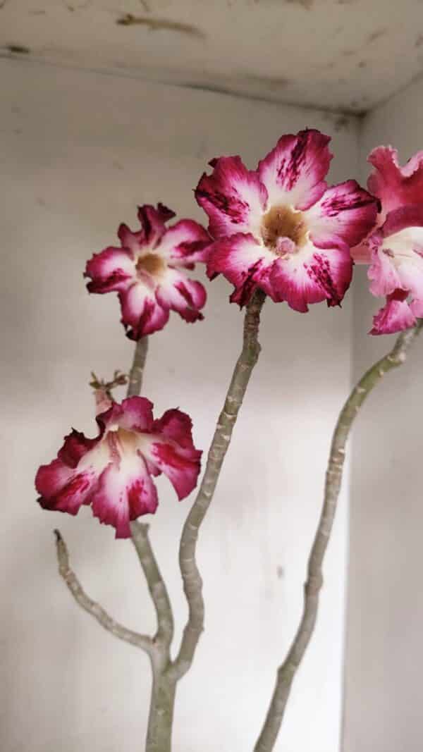 Planta Simples 3267 – 40cm – 03 anos - Imagem 4