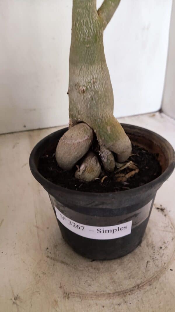 Planta Simples 3267 – 40cm – 03 anos - Imagem 9