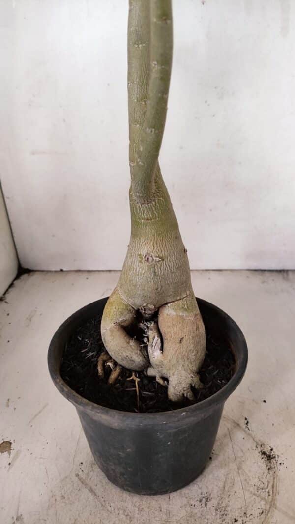 Planta Simples 3267 – 40cm – 03 anos - Imagem 8