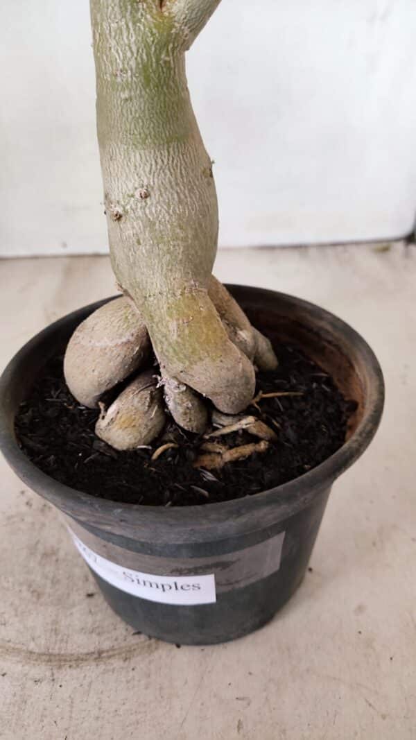 Planta Simples 3267 – 40cm – 03 anos - Imagem 6