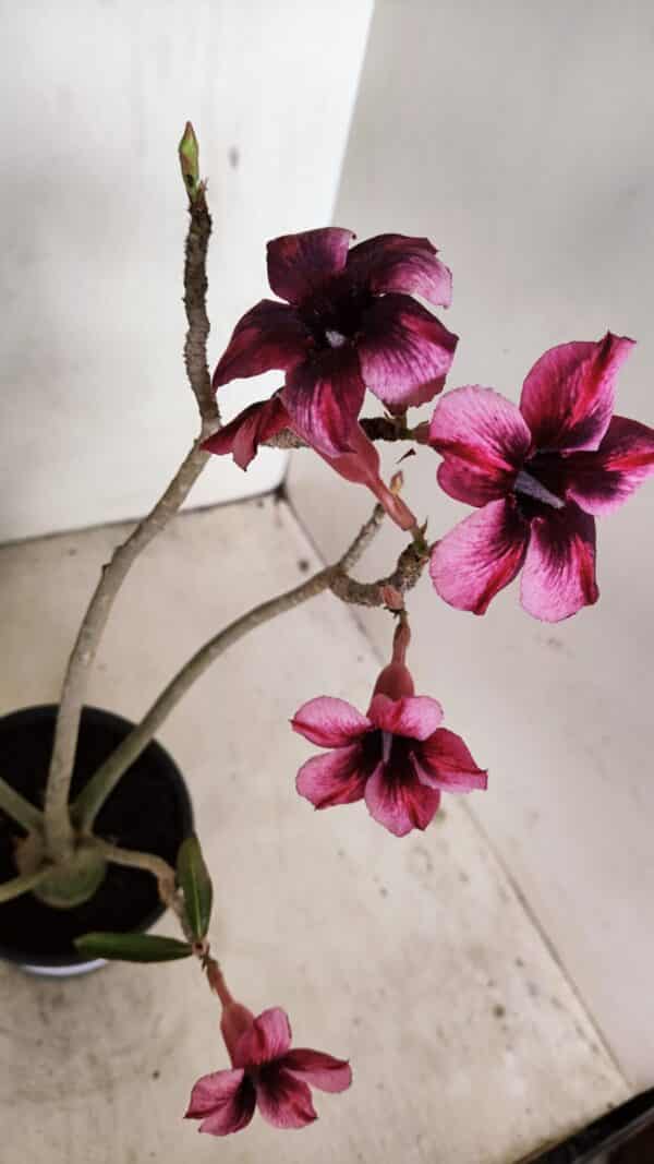 Planta Simples 3268 – 35cm – 03 anos - Imagem 5