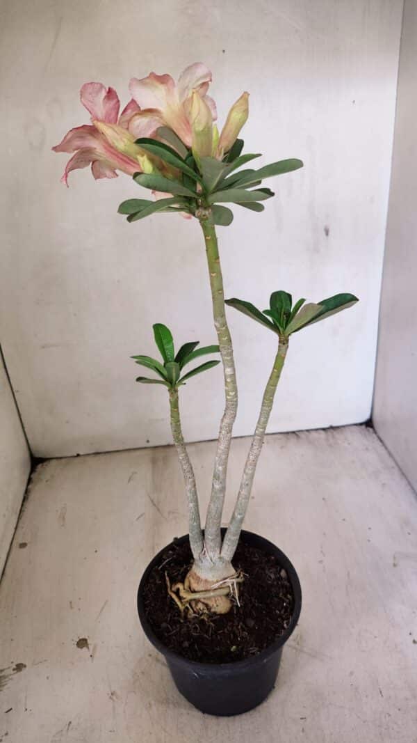 Planta Simples 3270 – 35cm – 03 anos - Imagem 6