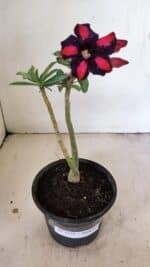 Planta Simples 3271 – 25cm – 01 ano - Imagem 2