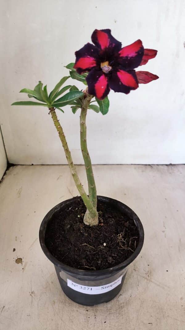 Planta Simples 3271 – 25cm – 01 ano - Imagem 2