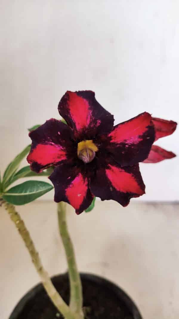 Planta Simples 3271 – 25cm – 01 ano - Imagem 1