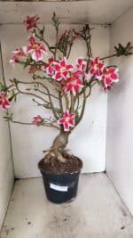 Planta Simples 3272 – 70cm – 06 anos