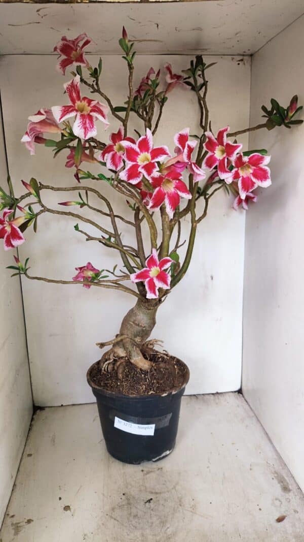 Planta Simples 3272 – 70cm – 06 anos - Imagem 1