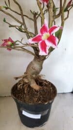 Planta Simples 3272 – 70cm – 06 anos - Imagem 6