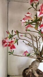 Planta Simples 3272 – 70cm – 06 anos - Imagem 9