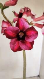 Planta Simples 3273 – 35cm – 03 anos