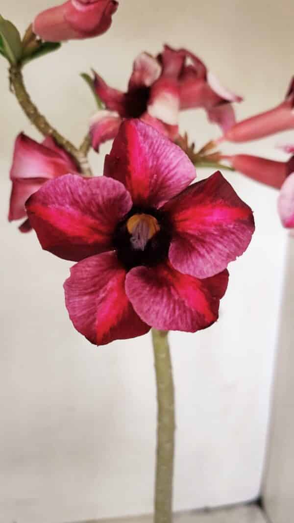 Planta Simples 3273 – 35cm – 03 anos - Imagem 1