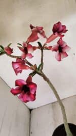Planta Simples 3273 – 35cm – 03 anos - Imagem 7