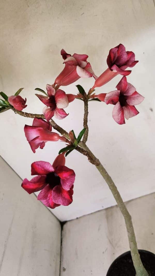 Planta Simples 3273 – 35cm – 03 anos - Imagem 7
