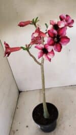 Planta Simples 3273 – 35cm – 03 anos - Imagem 4