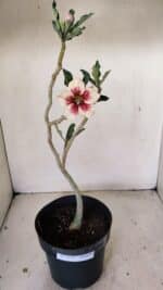Planta Simples 3274 – 35cm – 03 anos - Imagem 2